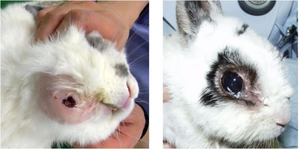 ウサギの歯科疾患 みわエキゾチック動物病院 豊島区駒込