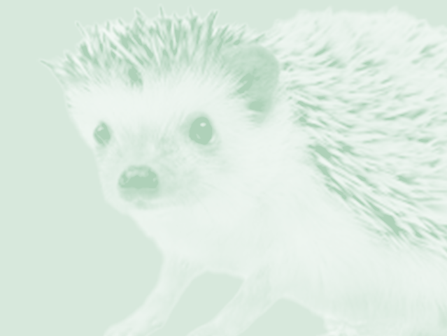 ハリネズミ